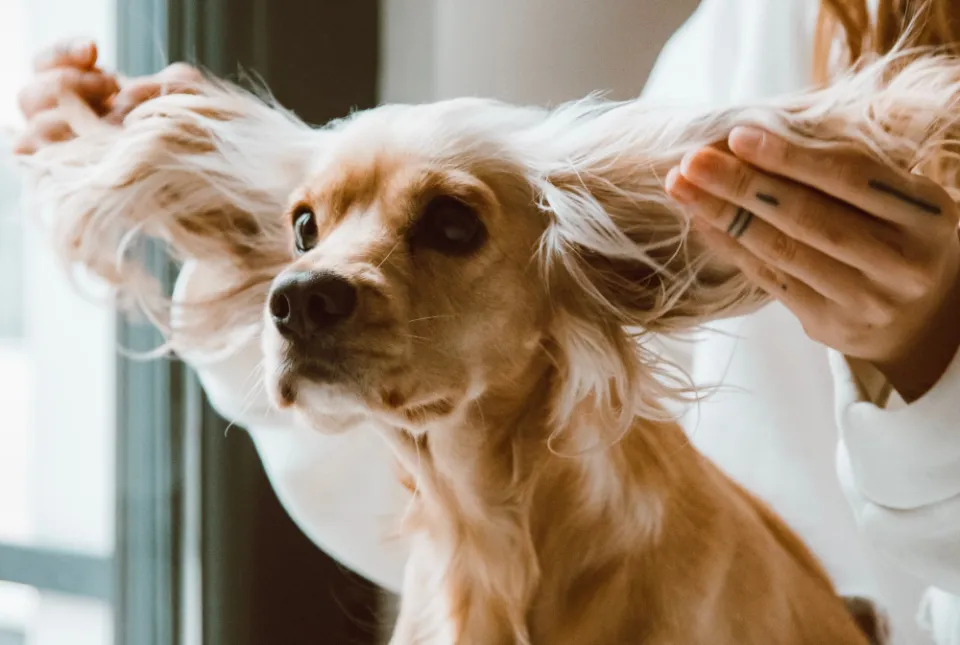 Can You Use Dry Shampoo on Dogs? Facts to Know