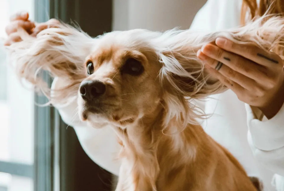 Can You Use Dry Shampoo on Dogs