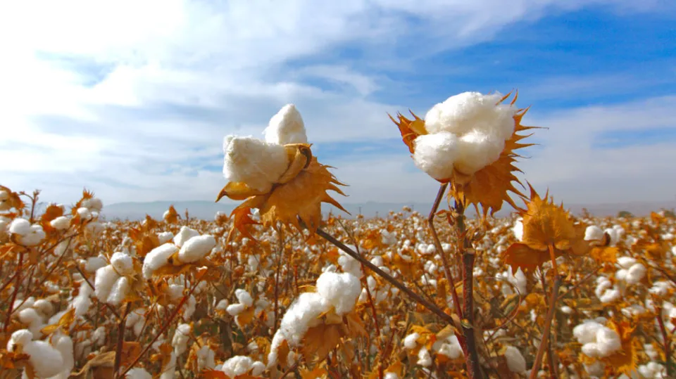 What is Pima Cotton