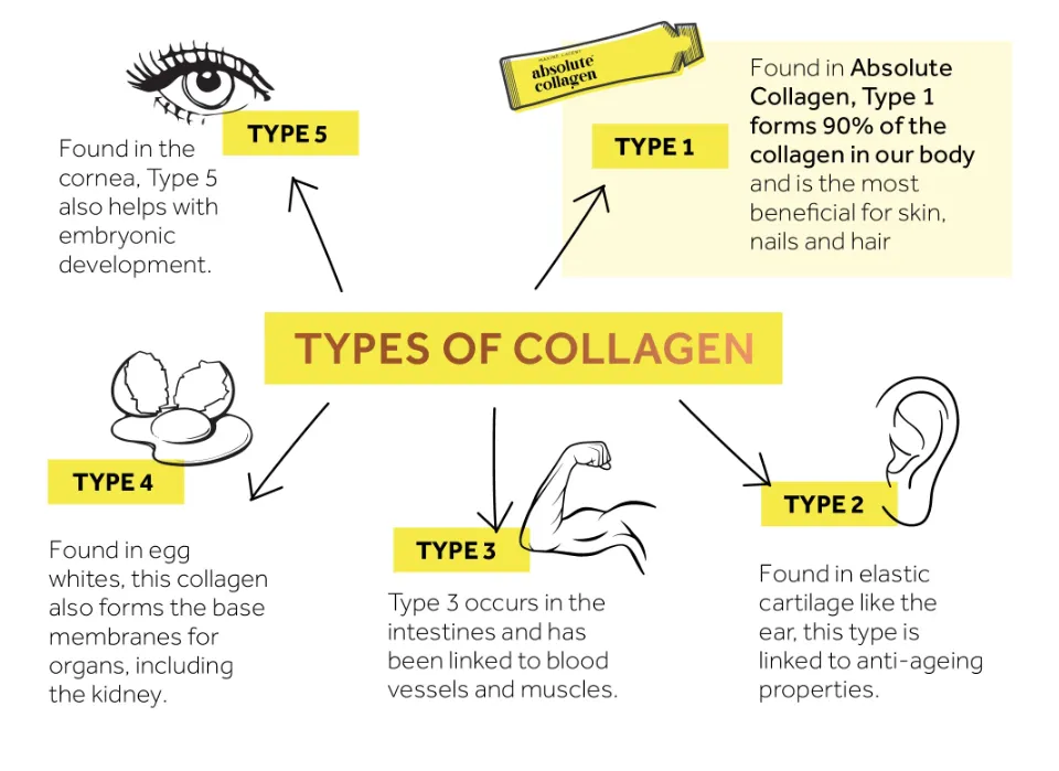 What is Collagen Made Of
